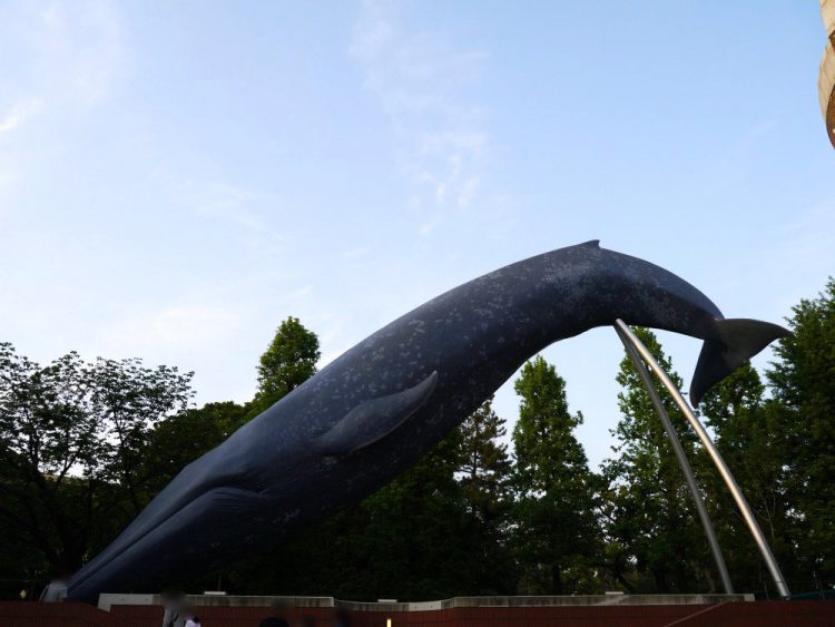 シロナガスクジラの実物大模型