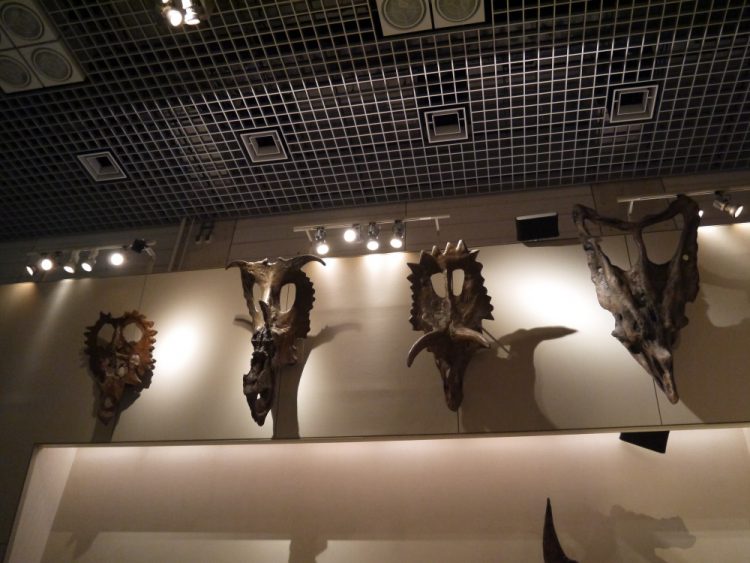 角竜の頭蓋骨
