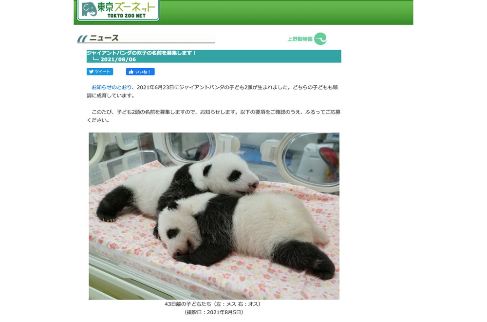 上野動物園のサイトから：双子の赤ちゃんパンダ