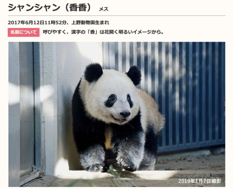 上野動物園のサイトから引用：シャンシャン（香香）