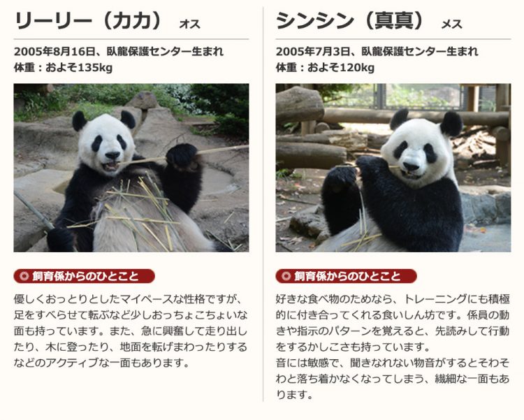 上野動物園のサイトから引用：オスのリーリー（力力）とメスのシンシン（真真）
